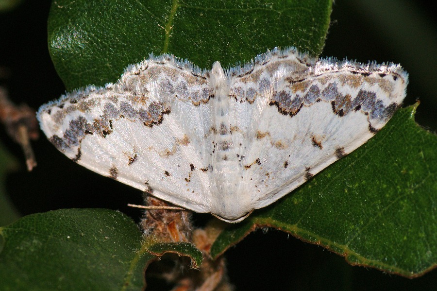 Farfalla da identificare : Scopula honestata